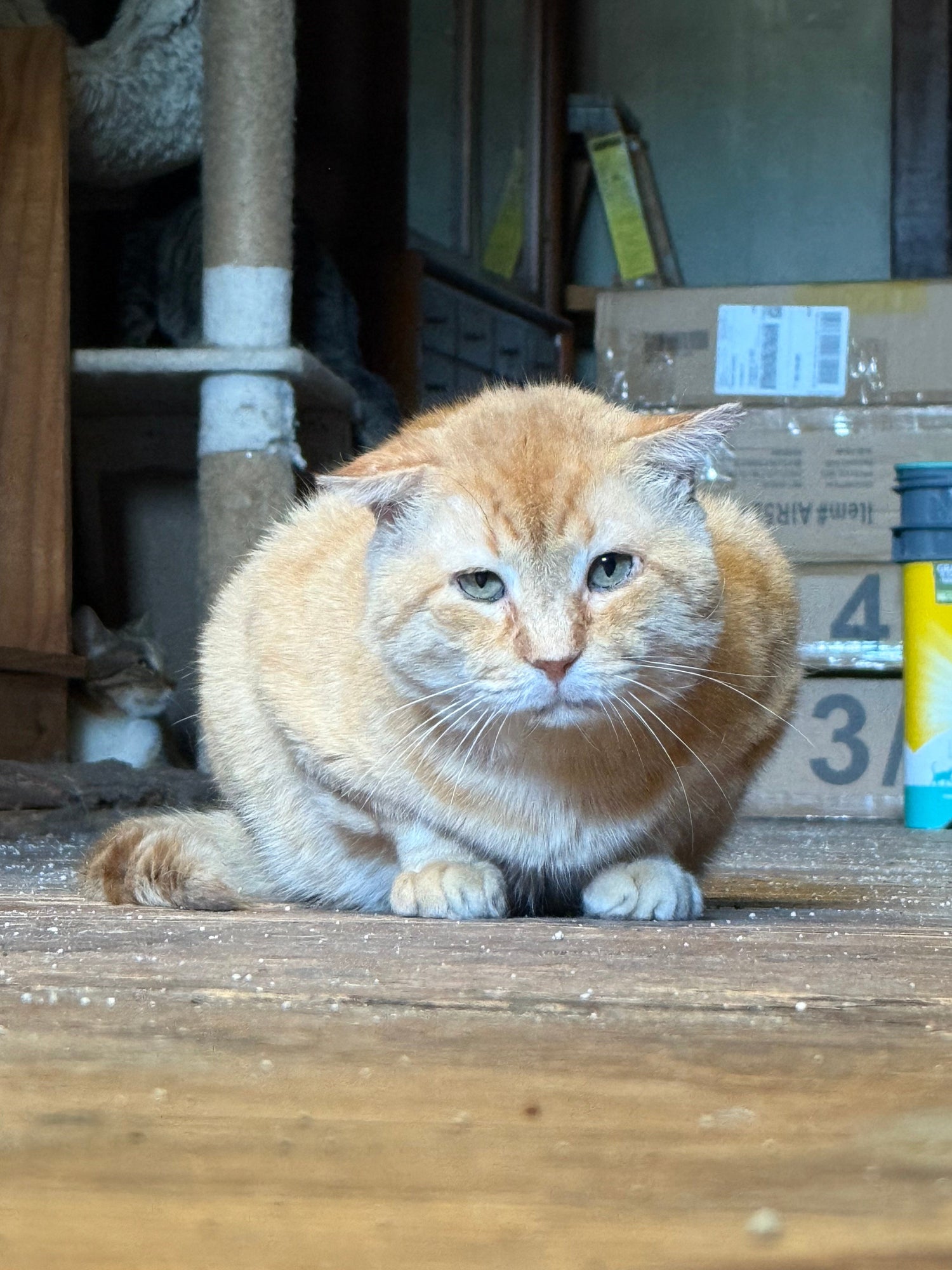 Cat Rescue