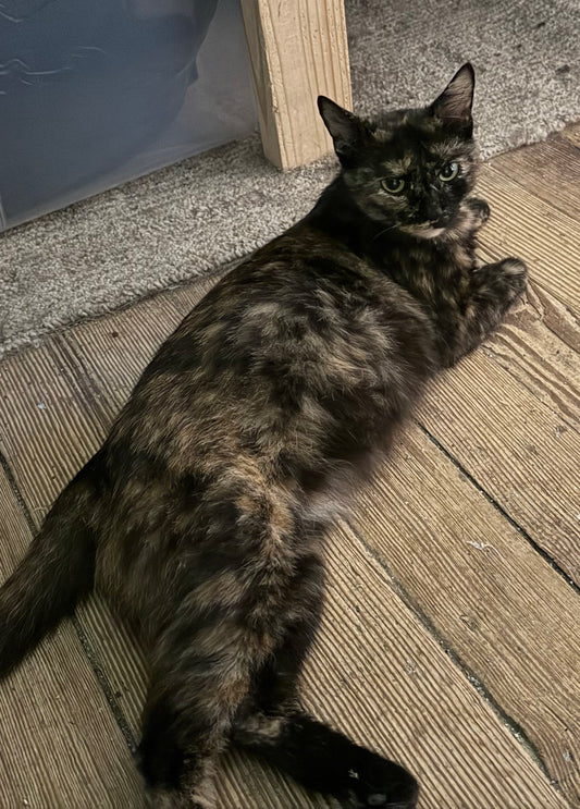 Send Tortie a Treat