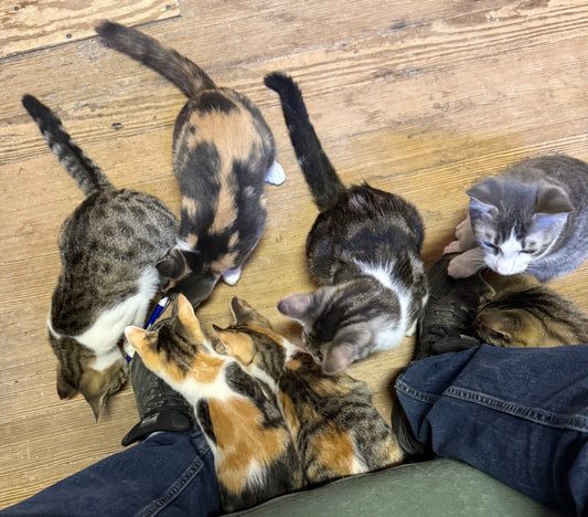 Send Polly's Kittens a Bag of Fuzzy Mice